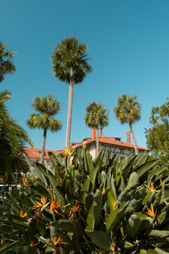 Tropical Foliage St. Augustine, Florida
