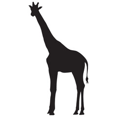 Silhouette of a Giraffe Standing in the Savannah, African Wildlife