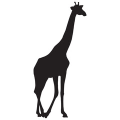 Silhouette of a Giraffe Standing in the Savannah, African Wildlife