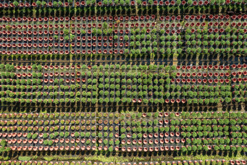 Aerial View of Large Scale Rosemary Seedling Nursery Operation