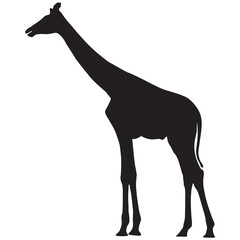 Silhouette of a Giraffe Standing in the Savannah, African Wildlife