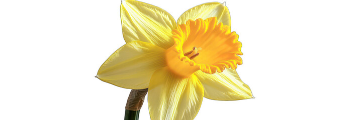 Fototapeta premium Yellow daffodil with a trumpet-like center, ideal for vibrant spring themes.