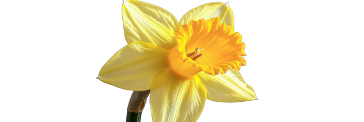 Yellow daffodil with a trumpet-like center, ideal for vibrant spring themes.