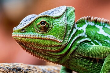 Fototapeta premium Lively Green Chameleon Closeup with Detailed Eye and Skin Texture