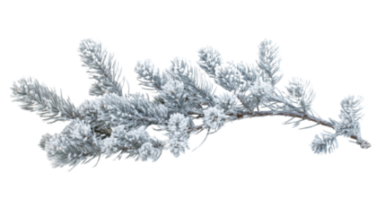 Pine branch covered with snow transparent background
