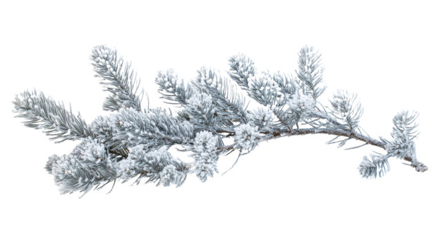 Pine branch covered with snow transparent background - Powered by Adobe