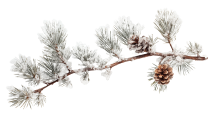 Pine branch covered with snow transparent background