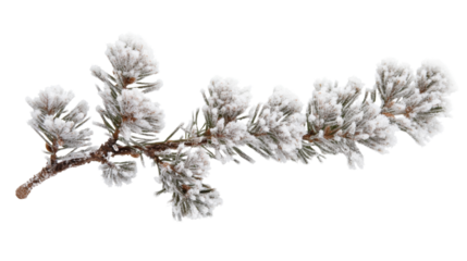 Pine branch covered with snow transparent background