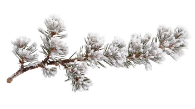 Pine branch covered with snow transparent background