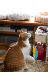 立ち上がる可愛い猫　茶トラ白