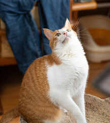 立ち上がる可愛い猫　茶トラ白