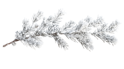 Pine branch covered with snow transparent background