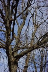 Trees