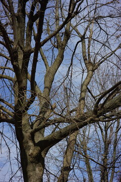Trees