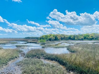 North Florida marsh