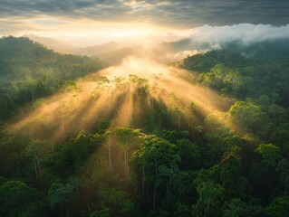 Sunlight breaking through canopy tropical rainforest aerial view serene environment nature photography vibrant ecosystem