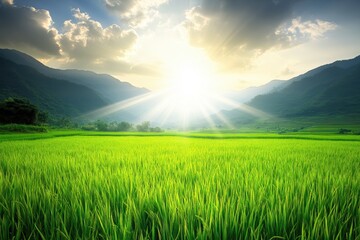 Fototapeta premium Lush Green Rice Field Under Natural Sunlight