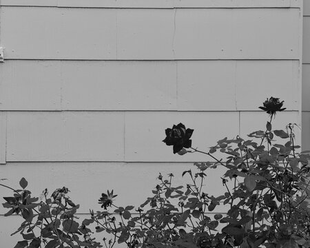 A rose bush in black and white
