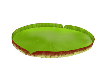 Illustration of Victoria amazonica water lily pad on white  © Kiera Awayuki