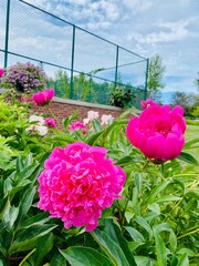 Pink peonies