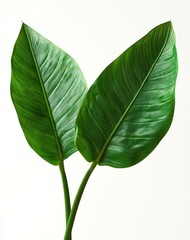 Obraz premium Two large green leaves against a light background, showcasing their intricate veins and vibrant color. Natural beauty and botanical elegance concept.