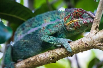 Vibrant Panther Chameleon Perched in Madagascar Forest