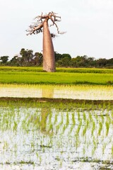 Baobabs Standing Tall Over a Rice Paddy Field, Madagascar