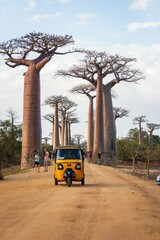 A Magical Journey Through the Avenue of the Baobabs, Madagascar
