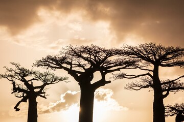 Sun Illuminating Baobab Trees at Sunset in Avenue of Baobab, Morondava, Madagascar	