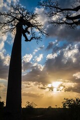 Sun Illuminating Baobab Trees at Sunset in Avenue of Baobab, Morondava, Madagascar	
