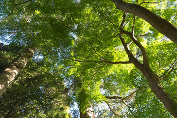 逆光に映える木立見上げる2024.11