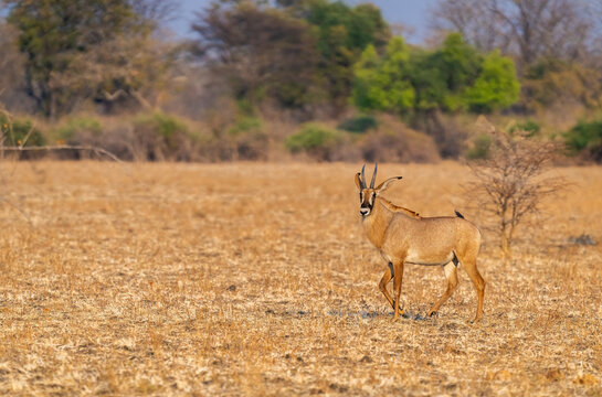 Roan Antelope In A Savannah In Zambia 