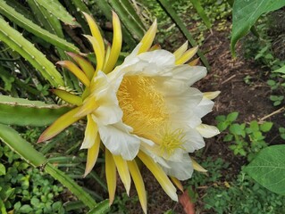 Dragon fruit petal and flower on the tree, Organic farm plant 
