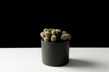 Composición con cactus y decoración minimalista para interiorismo, asimétrico, blanco y negro.