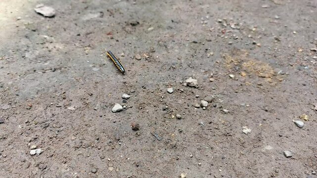 Anoplodesmus sp that walks on the ground