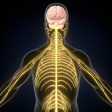 human brain, nerves with circulatory system. 3d render