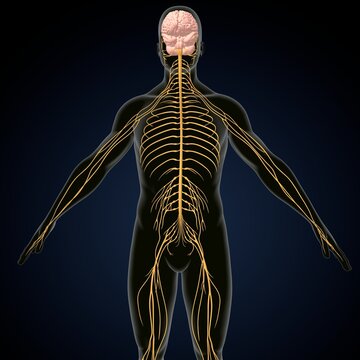 human brain, nerves with circulatory system. 3d render