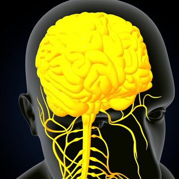 human brain, nerves with circulatory system. 3d render