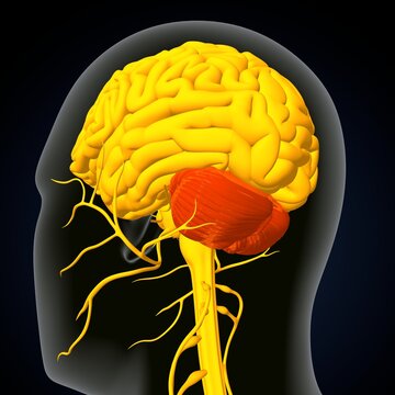 human brain, nerves with circulatory system. 3d render