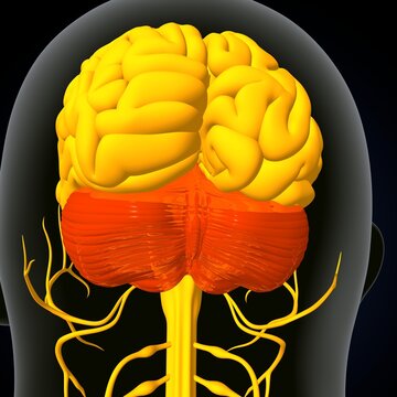 human brain, nerves with circulatory system. 3d render