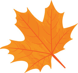 Obraz premium Hand drawn maple leaf illustration. Autumn leaves transparent background