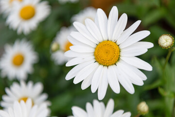 Obraz premium Chamomile flower closeup blooming. summer. Summer nature with flower of daisy bloom. Springtime, selective focus. Macro flower of garden chamomile white color with petals, nature