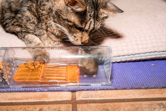 Cat and rat alive in Humane trap