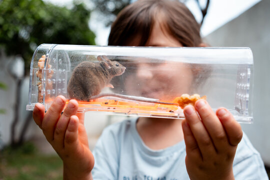 Mouse alive in Humane trap