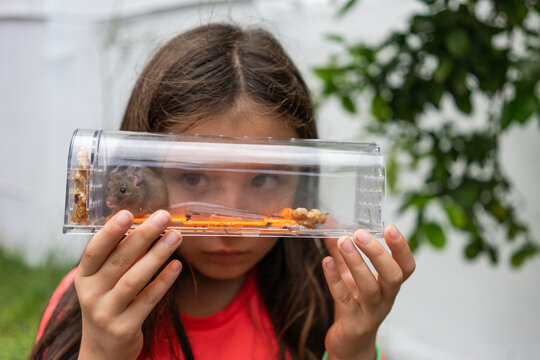 Mouse alive in Humane trap