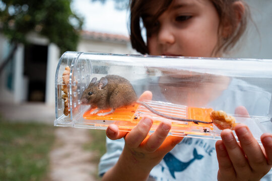 Mouse alive in Humane trap