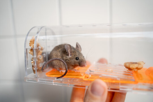 Mouse alive in Humane trap