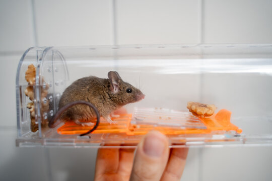 Mouse alive in Humane trap