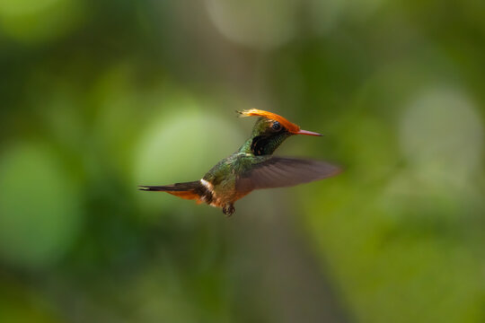 Rufous-crested coquette hummingbird.