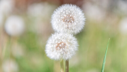 The fluffy puff of a dandelion clock in macro. Flower prepares to spread its seeds in the springtime. Dandelion seedhead in nature. White seed head. Dandelion in the nature. Dandelion flower